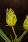 Savannah milkweed